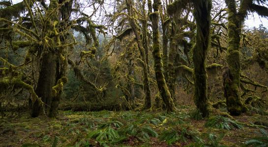 Moss-covered trees and ferns in the Hoh Rainforest on the Olympic Peninsula.