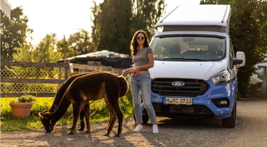 Woman stands with two alpacas in front of VW California campervan parked on a farm
