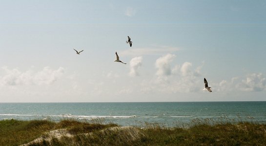 Seagulls flying above grassy dunes on Amelia Island, Florida, overlooking the calm Atlantic Ocean—perfect spot for RV camping by the beach