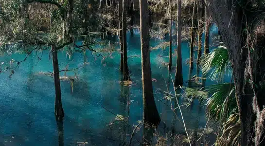 Cypress trees growing in clear turquoise water at Blue Spring State Park, Florida.