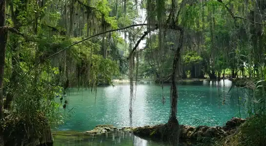 Tranquil turquoise lagoon surrounded by moss-covered trees at Blue Spring State Park, Florida.