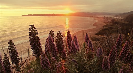Bolinas coastline at sunset with wildflowers in the foreground, a laid-back spot known for some of the best surfing in California for beginners