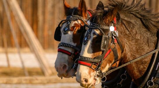Two decorated horses in traditional western tack reflecting Calgary’s cowboy heritage
