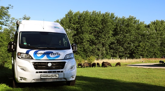 Boxvan parked on a meadow close to grazing sheep.