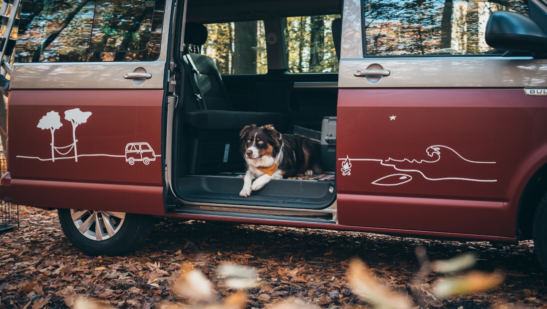 Skylight Triumferende kaste Camping mit Hund: Tipps und Tricks | roadsurfer