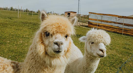 Two alpacas in a close-up on a farm, near a campsite