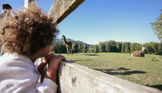 child looks at alpacas on a farm