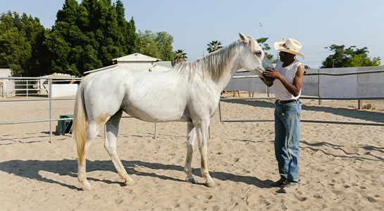 Male cowboy petting a white horse on a farm.