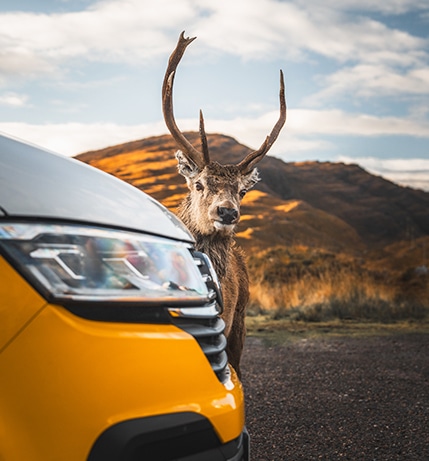 Curious deer peeking from behind a yellow and white Volkswagen camper, looking at the camera in a scenic outdoor setting.
