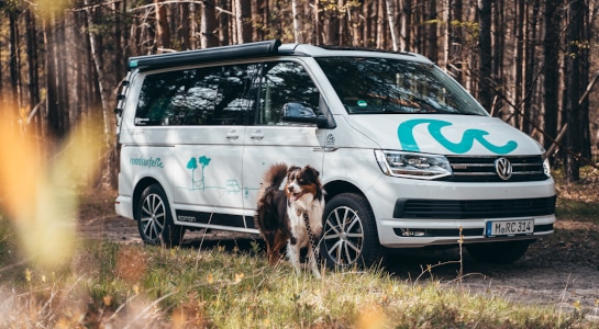 Dog and a white roadsurfer campervan in the forest