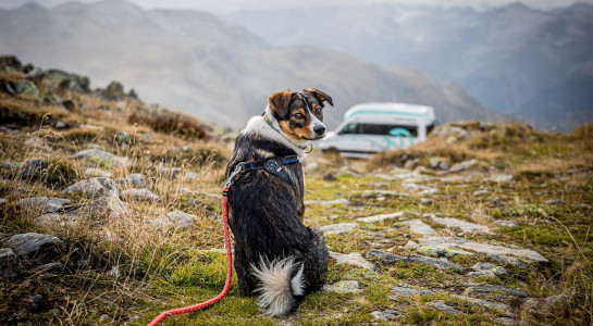 A cute dog looking at the camera in the mountains, a roadsurfer campervan in the background