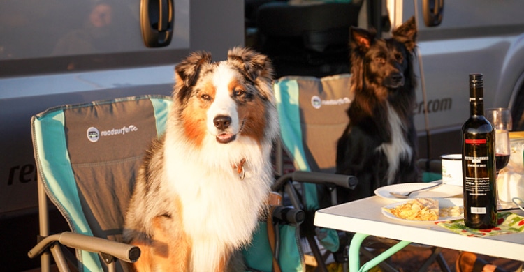 Two dogs sitting on camping chairs at a camping table in front of a parked camper.