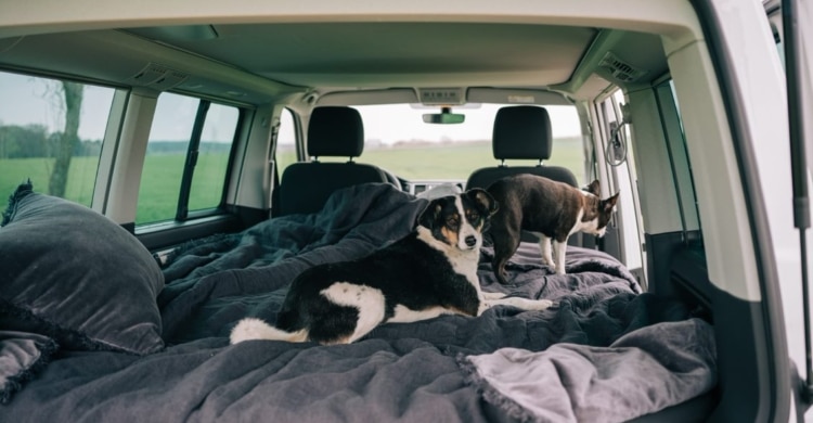 Dog suite road trip germany