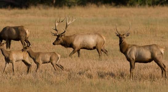 Herd of elk grazing in open fields at the National Elk Refuge in Jackson on a Seattle to San Francisco road trip