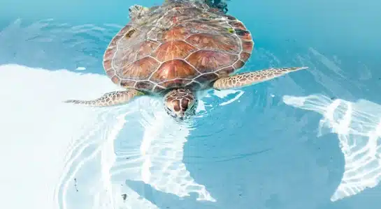 Sea turtle swimming in clear blue water at a rescue and rehabilitation center in the Florida Keys.