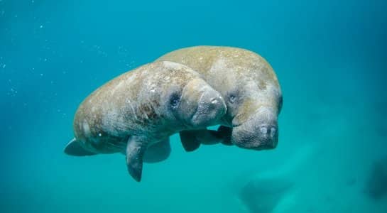 Two manatees swimming side by side in clear blue water near Florida’s coast.