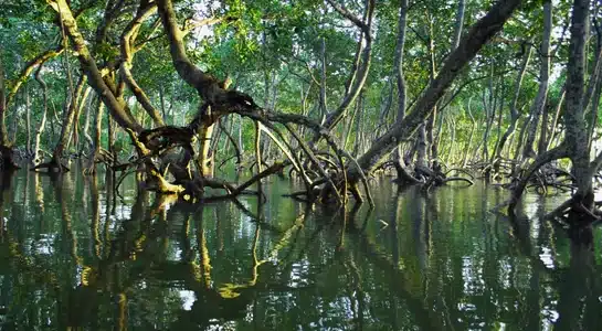 Dense red mangroves reflected in calm green water in a coastal forest of the Florida Keys.