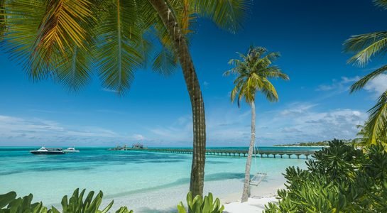 Palm trees and turquoise water at Naples Beach with a wooden pier stretching into the Gulf of Mexico