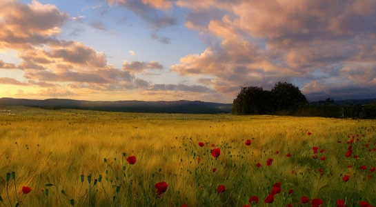 Field with red flowers photographed during sunset,