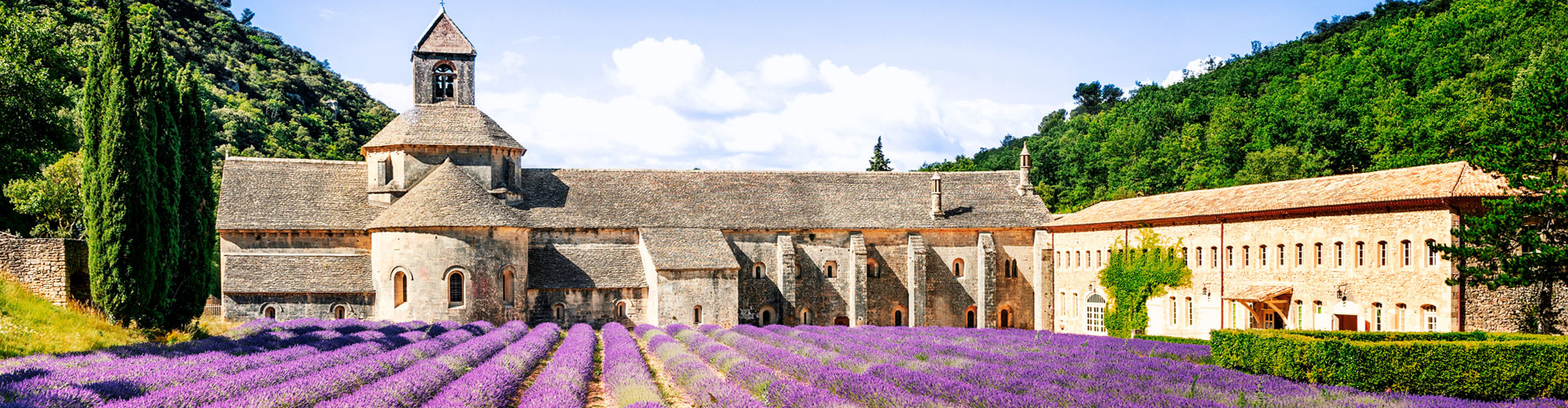 lavender field in france