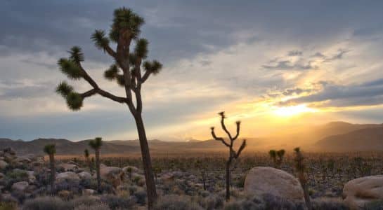 Rock formations and Joshua trees in Hidden Valley, a highlight of a Las Vegas to California road trip