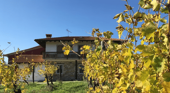 House standing right at a vineyard in Germany on a sunny day