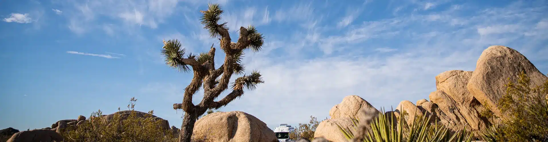 Joshua tree in the desert under a bright daytime sky during an RV road trip