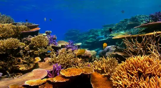 Colorful coral reef teeming with tropical fish in the clear blue waters off Key Largo, Florida Keys.