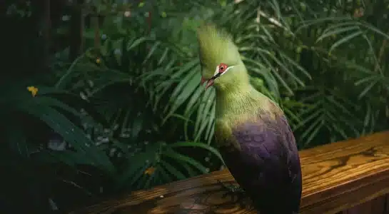 Bright green and purple tropical bird perched on a wooden rail among lush palms in Key West.