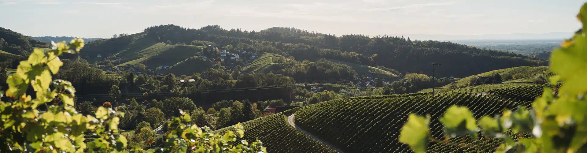 Wide green landscape with a lot of blooming trees, and a vineyard.