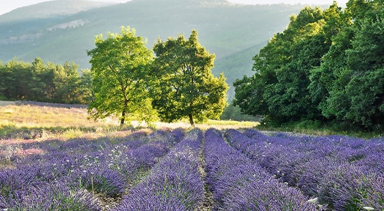 Lavender fields in France surrounded by green trees standing in sunlight.
