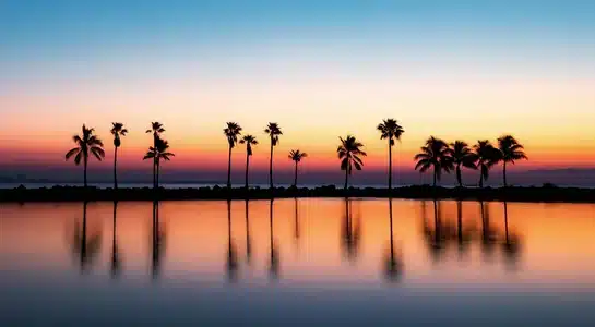 Palm trees silhouetted against the sunrise over a calm lagoon in Miami, Florida.