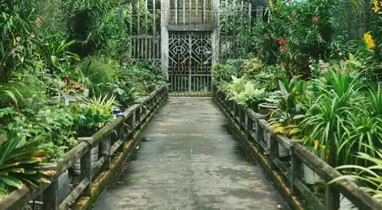 Pathway through lush tropical plants and greenery at McKee Botanical Garden in Vero Beach, Florida.