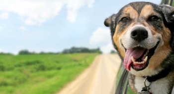 Partir en vacances avec son chien en camping