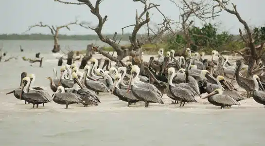 Flock of brown pelicans gathered on a sandy shoreline surrounded by coastal mangroves at Pelican Island National Wildlife Refuge.