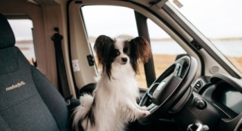 Small dog sitting in the driver seat of a pet friendly RV rental, looking out the window during a road trip.