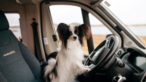 Small dog sitting in the driver seat of a pet friendly RV rental, looking out the window during a road trip.