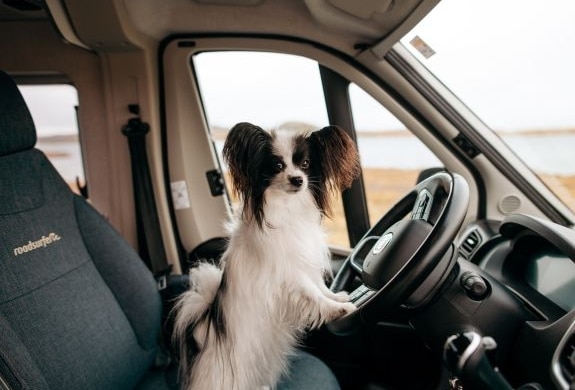 Small dog sitting in the driver seat of a pet friendly RV rental, looking out the window during a road trip.