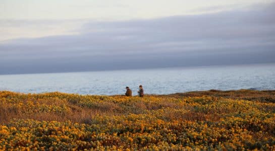 Two hikers walking through coastal wildflowers overlooking the ocean near Piedras Blancas Light Station on a West Coast road trip