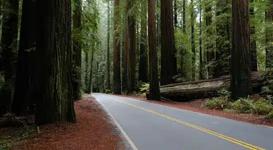 Scenic road winding through towering redwood trees in Redwood National Park