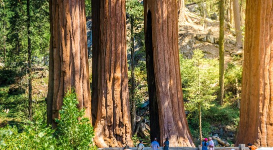 Visitors at the base of giant redwood trunks in a forest—things to do in Northern California with kids.