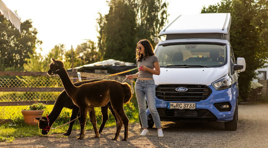 Girl walking two alpacas on a farm, roadsurfer campervan in the background