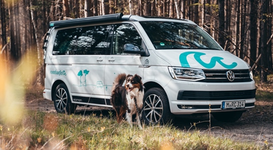 Dog in front of a VW California campervan in a forest