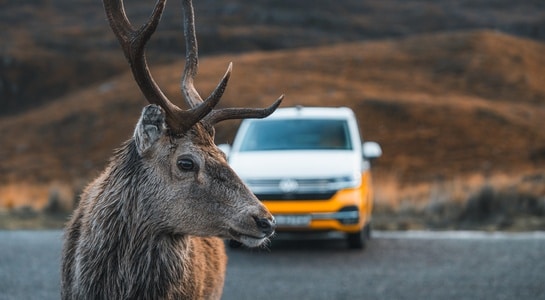 A deer standing in the foreground with a blurred camper van behind it in a mountain landscape
