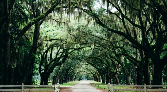 Tree-lined avenue in Savannah, Georgia, with sprawling oaks draped in Spanish moss, a classic Southern road trip scene