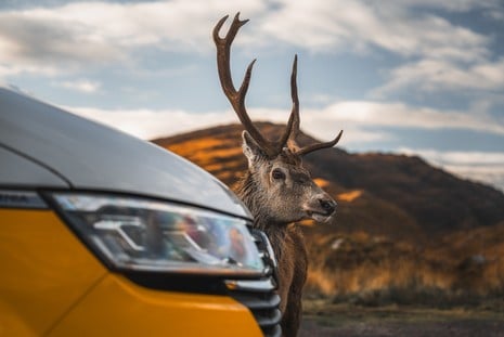 Red deer next to a yellow RV in the Scottish Highlands at golden hour on a Scotland Highland road trip