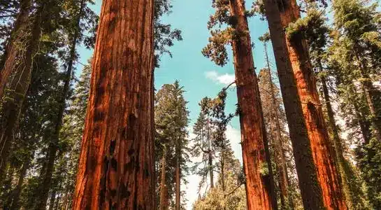 Towering giant sequoias reaching toward the sky in Sequoia National Park