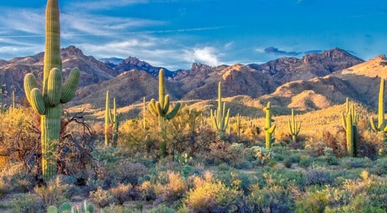 tall saguaro cacti in the Sonoran Desert, a classic Arizona road trip landscape near Phoenix