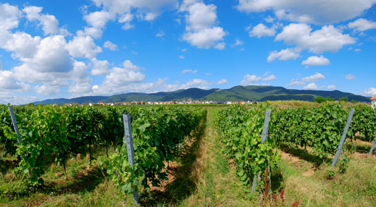 Wineyards in Palatine