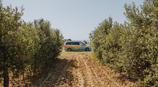 Coloured Mercedes Marco Polo in the middle of an olive tree field